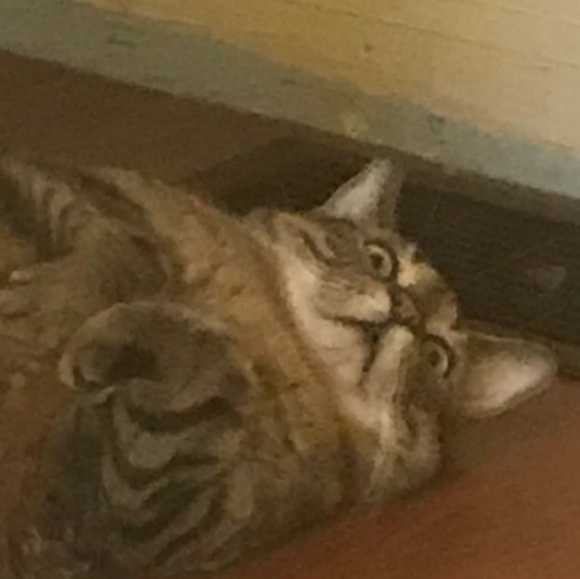 Meet your Posher, Jean-luc - Picture 1 of 1